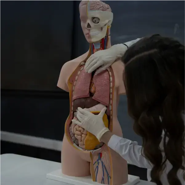 Curso de Anatomia Humana
